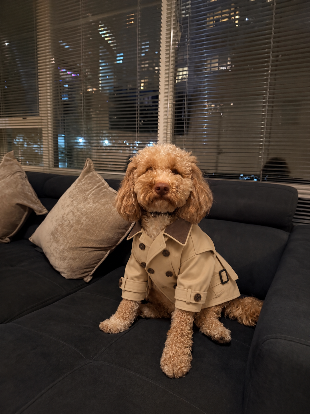 Dog wearing trench coat on sofa